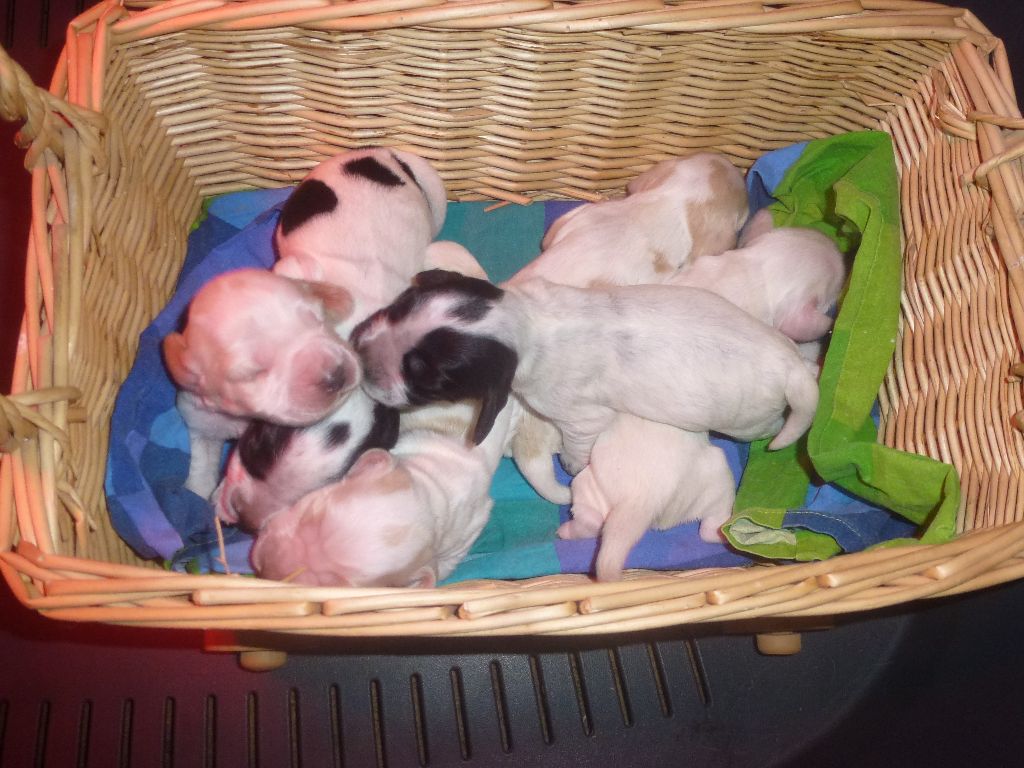 Du taillis du houx - Chiots disponibles - Cocker Spaniel Anglais