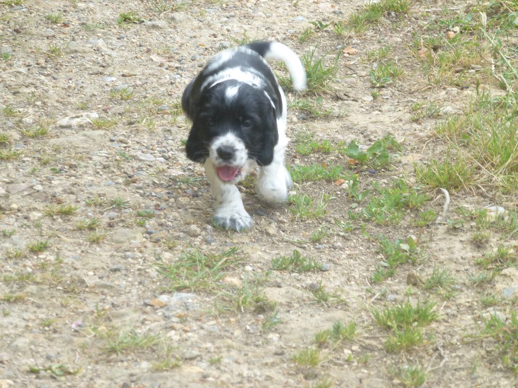 Du taillis du houx - Chiots disponibles - Cocker Spaniel Anglais