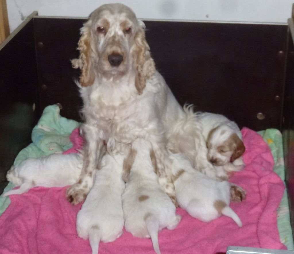 Du taillis du houx - Cocker Spaniel Anglais - Portée née le 02/02/2024