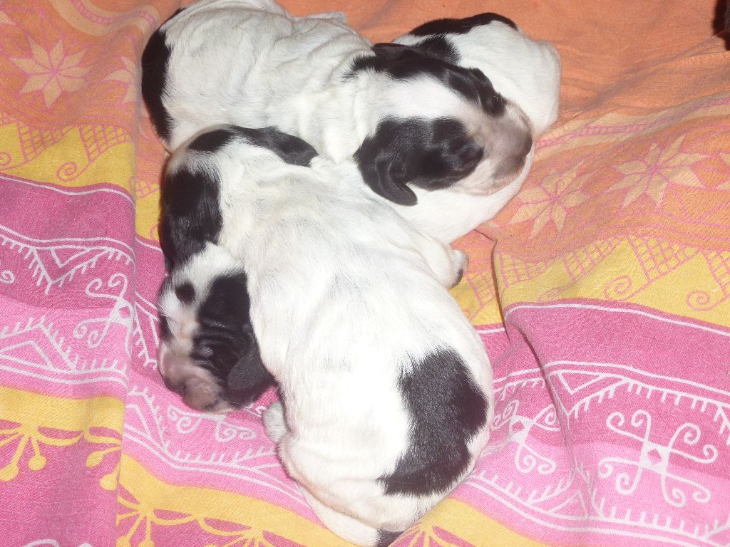 Du taillis du houx - Chiots disponibles - Cocker Spaniel Anglais