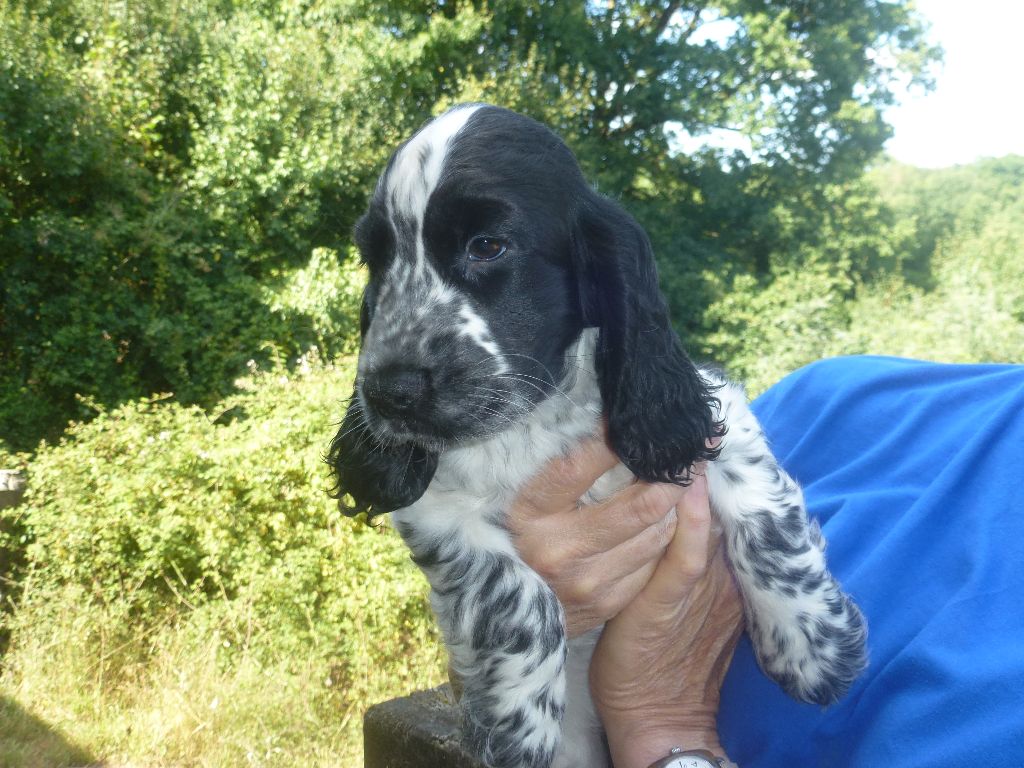 Du taillis du houx - Chiots disponibles - Cocker Spaniel Anglais