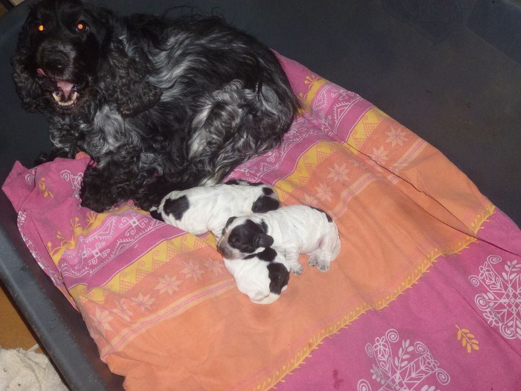Chiot Cocker Spaniel Anglais Du taillis du houx