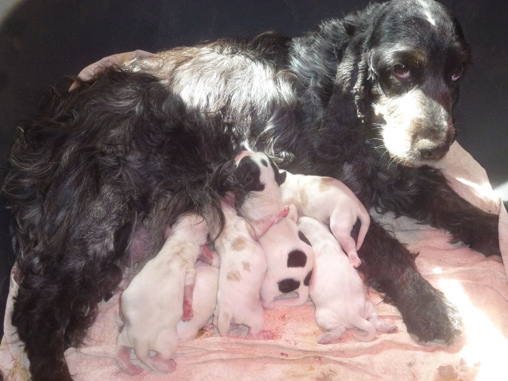 Chiot Cocker Spaniel Anglais Du taillis du houx