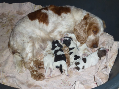 Chiot N°2