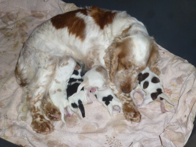 Chiot N°4