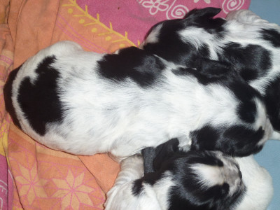 Chiot N°1