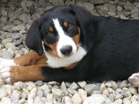 CHIOT