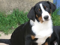 CHIOT