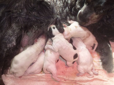 CHIOT 1