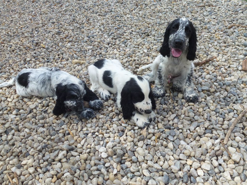 Chiot Cocker Spaniel Anglais Du taillis du houx