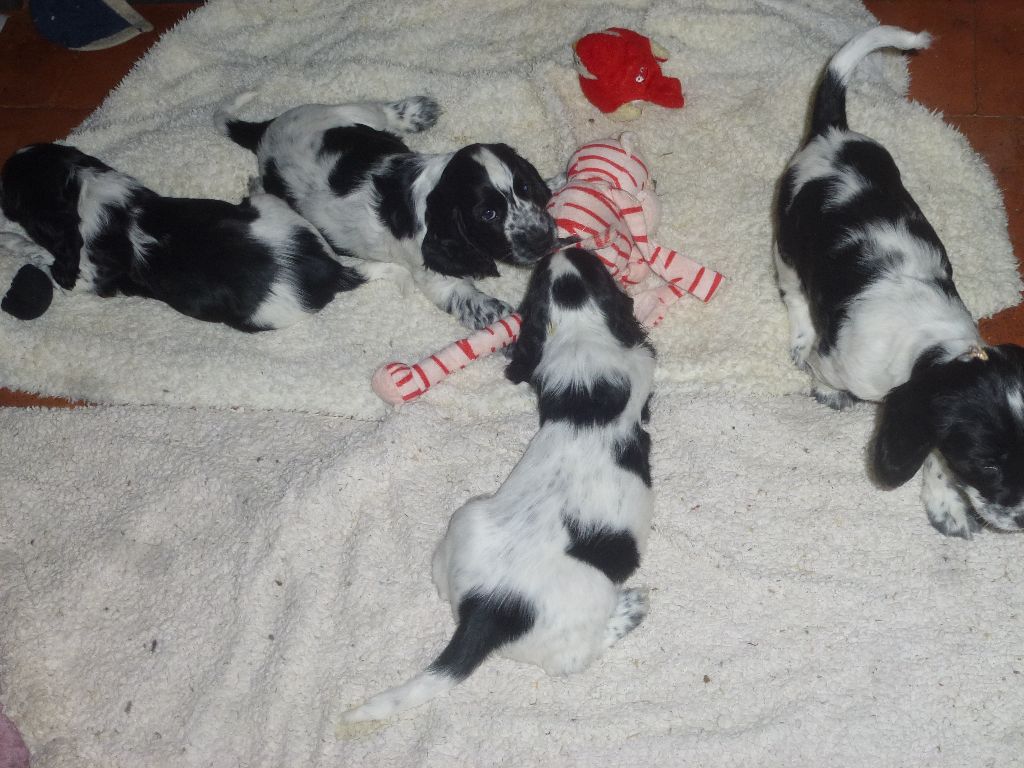 Chiot Cocker Spaniel Anglais Du taillis du houx