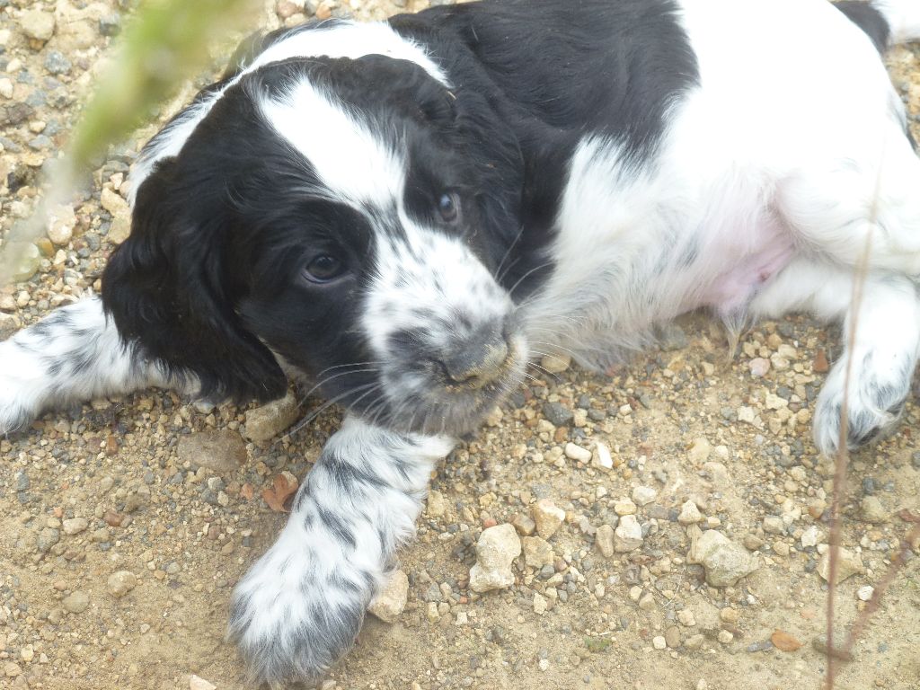 Du taillis du houx - Chiots disponibles - Cocker Spaniel Anglais