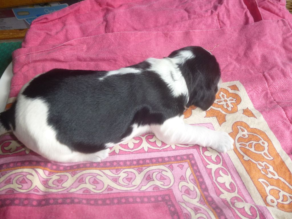 Du taillis du houx - Chiots disponibles - Cocker Spaniel Anglais