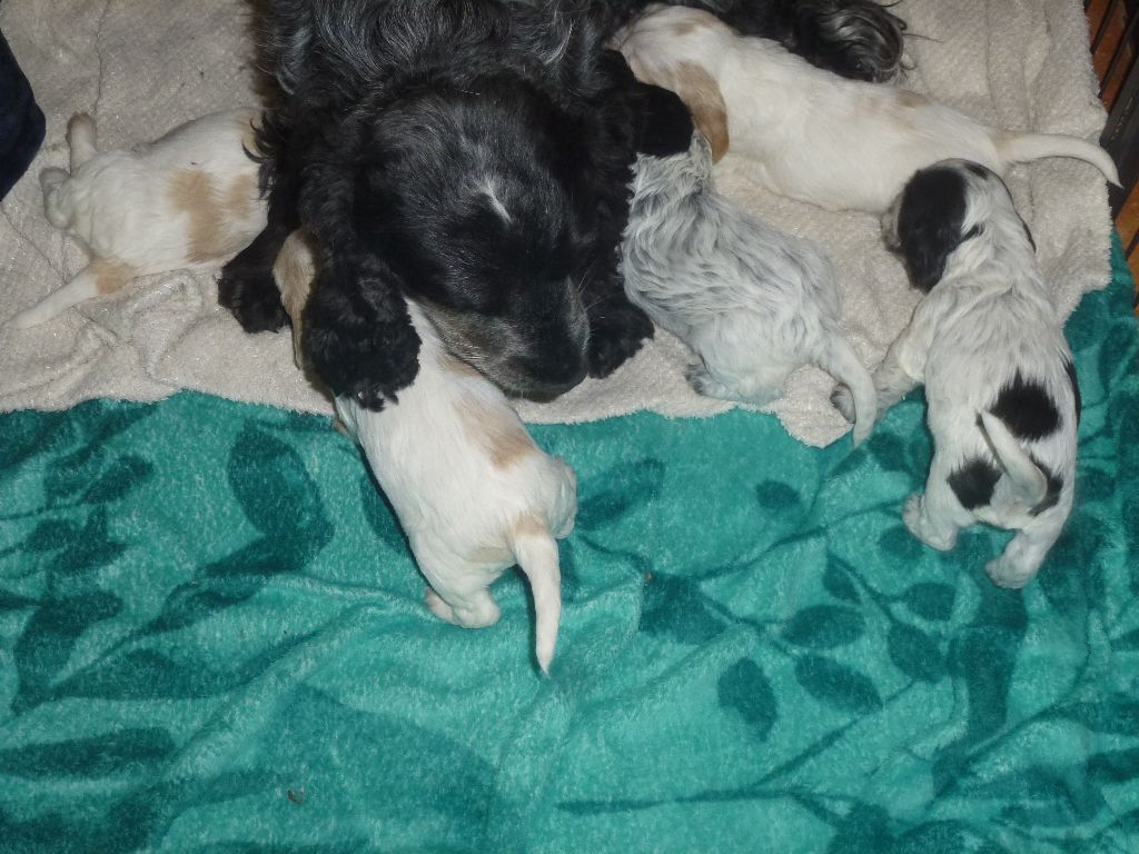 Du taillis du houx - Chiots disponibles - Cocker Spaniel Anglais