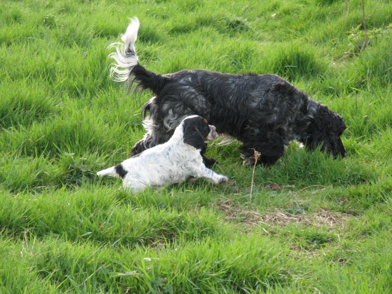 Chiot Cocker Spaniel Anglais Du taillis du houx