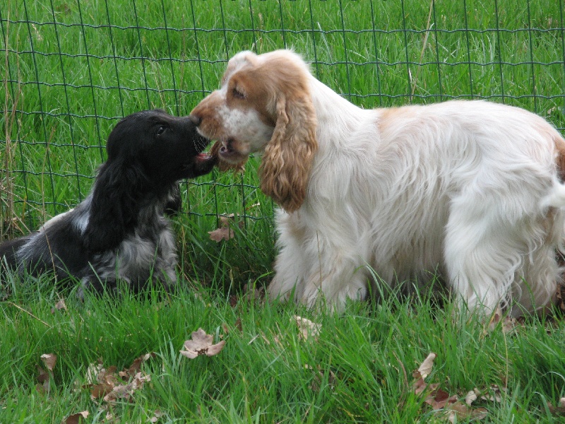 Chiot Cocker Spaniel Anglais Du taillis du houx