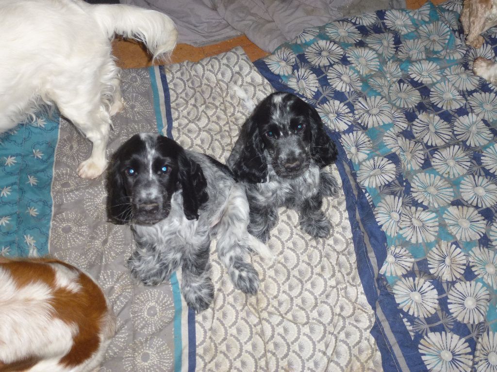 Du taillis du houx - Cocker Spaniel Anglais - Portée née le 24/08/2025