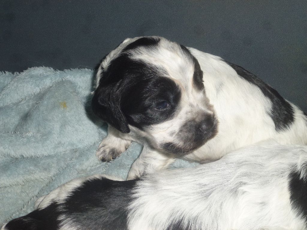 Du taillis du houx - Chiots disponibles - Cocker Spaniel Anglais