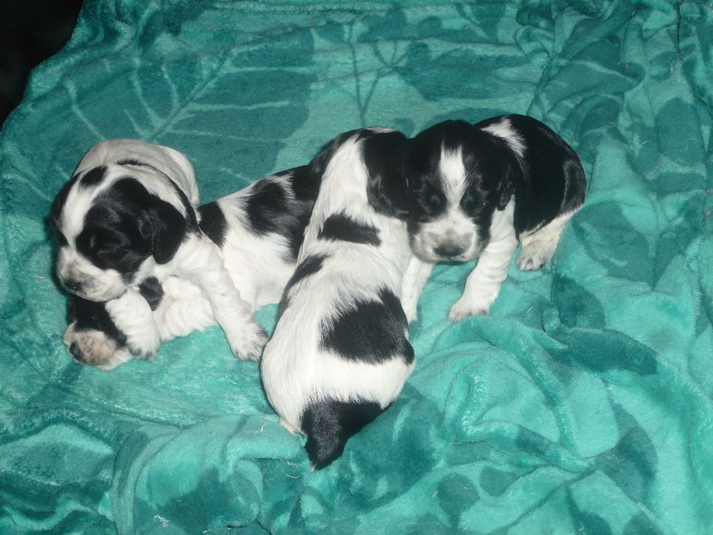 Du taillis du houx - Chiots disponibles - Cocker Spaniel Anglais