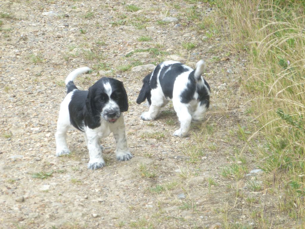 Du taillis du houx - Chiots disponibles - Cocker Spaniel Anglais