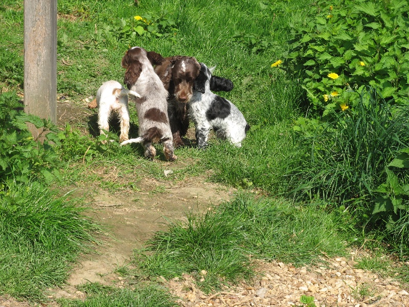 Du taillis du houx - Cocker Spaniel Anglais - Portée née le 11/02/2009