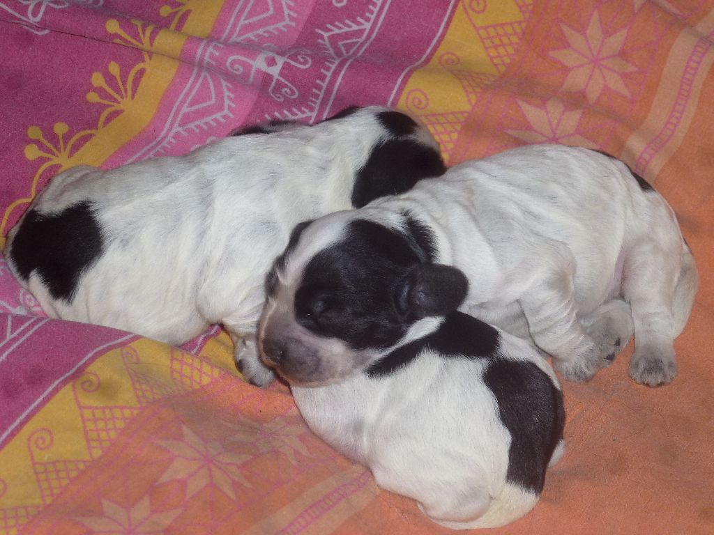 Du taillis du houx - Chiots disponibles - Cocker Spaniel Anglais