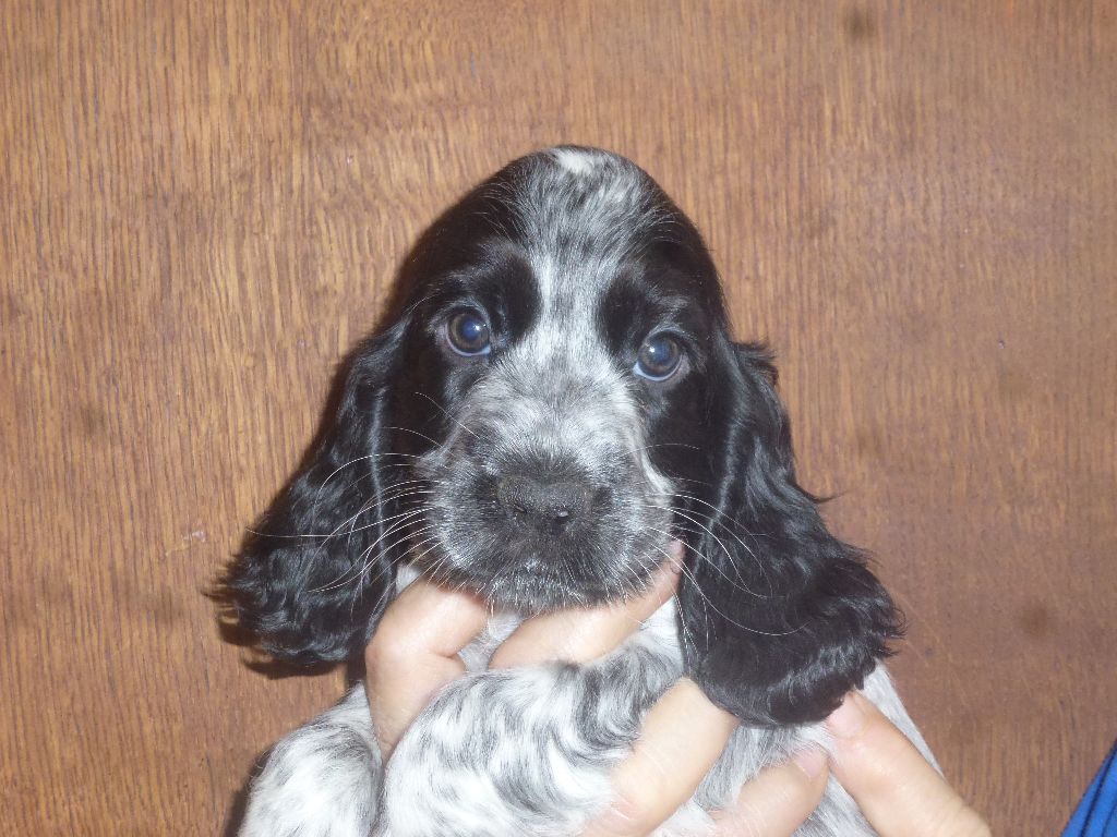 Du taillis du houx - Chiots disponibles - Cocker Spaniel Anglais
