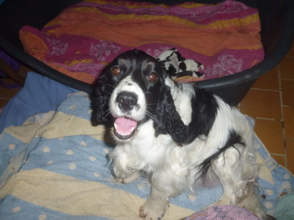 Du taillis du houx - Chiots disponibles - Cocker Spaniel Anglais