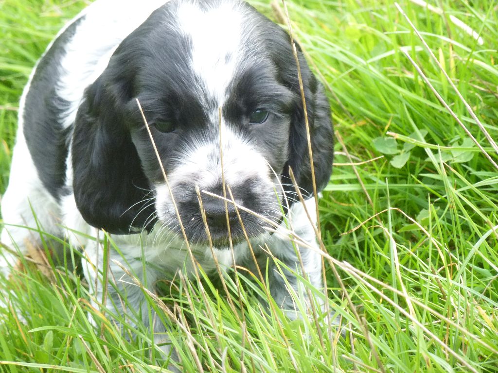 Du taillis du houx - Chiots disponibles - Cocker Spaniel Anglais