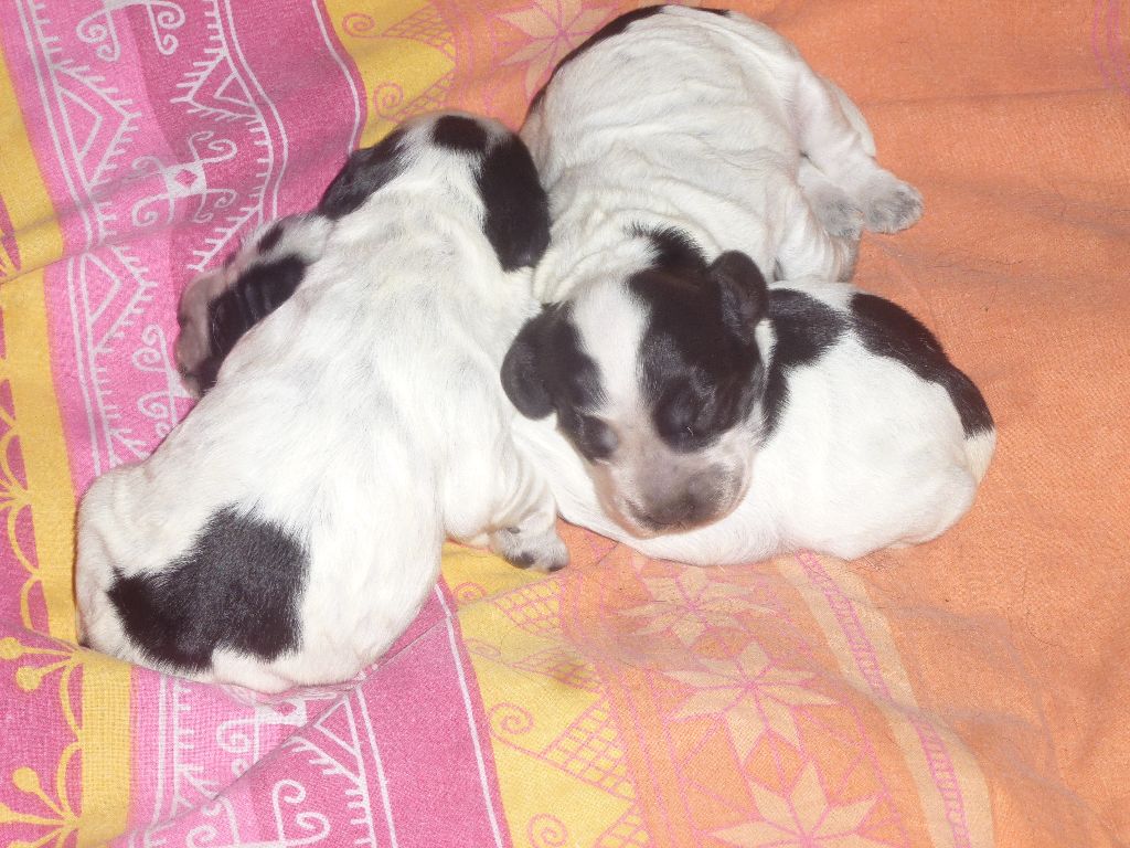 Du taillis du houx - Chiots disponibles - Cocker Spaniel Anglais