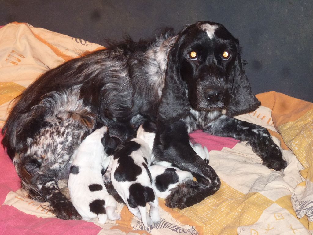 Du taillis du houx - Cocker Spaniel Anglais - Portée née le 27/02/2024