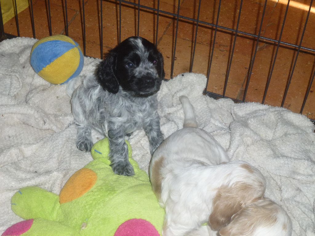 Du taillis du houx - Chiots disponibles - Cocker Spaniel Anglais