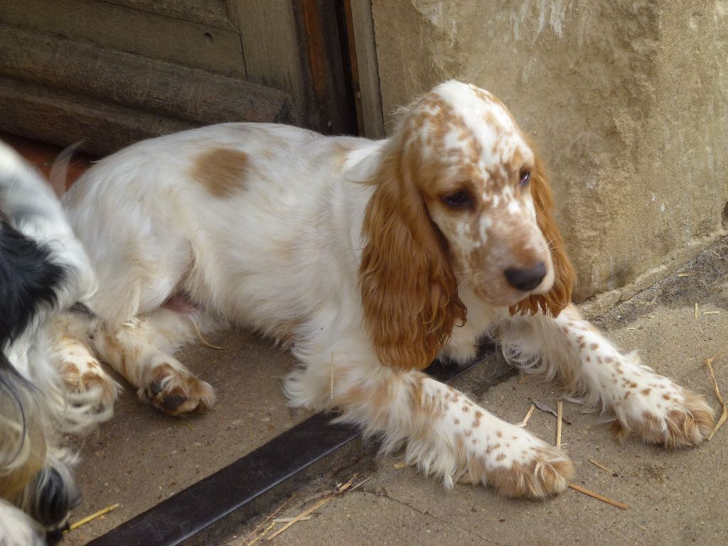 Du taillis du houx - Cocker Spaniel Anglais - Portée née le 11/05/2018