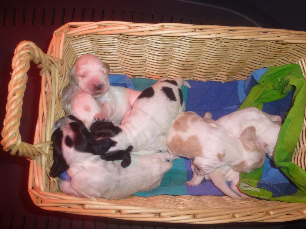 Du taillis du houx - Chiots disponibles - Cocker Spaniel Anglais